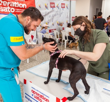 Two veterinarians checking a small dog