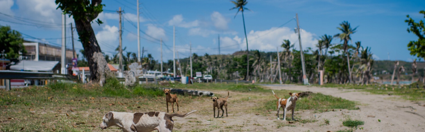 A few dogs in a dirt field, looking lost.